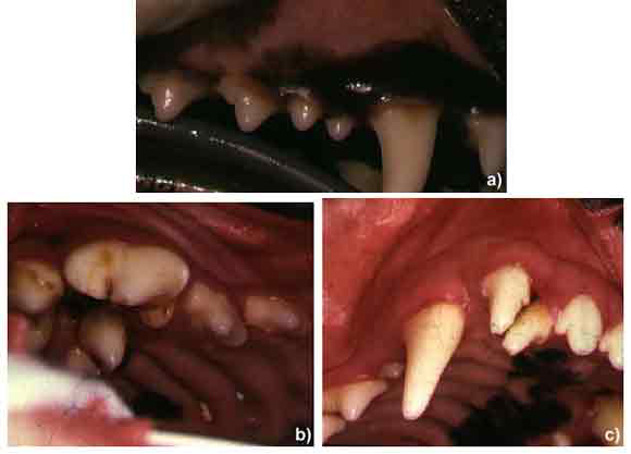 Sometimes animals will develop supernumerary teeth (exact duplication of a tooth). a) In the first photo, there is a supernumerary right maxillary first premolar. In this case, there was plenty of room for the extra tooth, which was well positioned and surrounded by a complete and healthy collar of gingiva. Therefore, no treatment was indicated. b) In the second photo you can see a supernumerary right maxillary fourth premolar tooth placed palatal to the normal fourth premolar and first molar tooth. In this case, the tight crowding led to periodontal disease affecting all three teeth and by the time this dog was presented for treatment (three years of age), all three teeth required extraction. Early removal of the supernumerary tooth would have greatly improved the prognosis for the normal teeth. c) The third photo shows a supernumerary maxillary lateral incisor tooth in the same dog. Again, the crowding led to periodontal disease and loss of both lateral incisors.