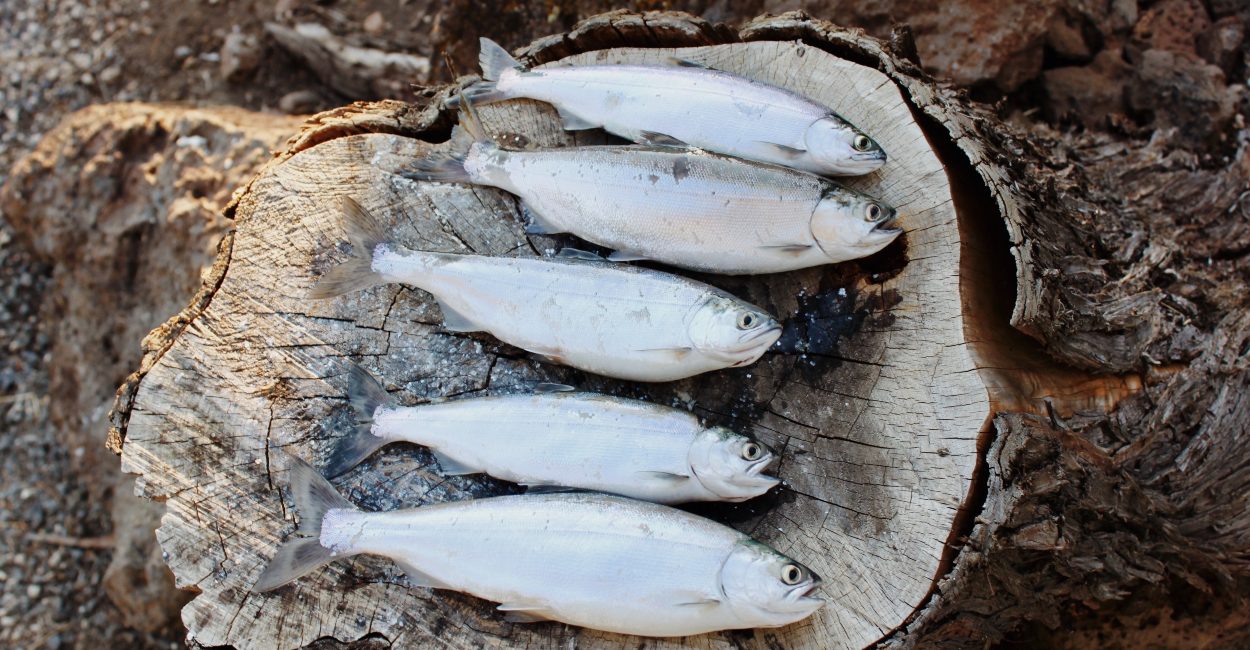 Freshly caught chinook on a log in Oregon