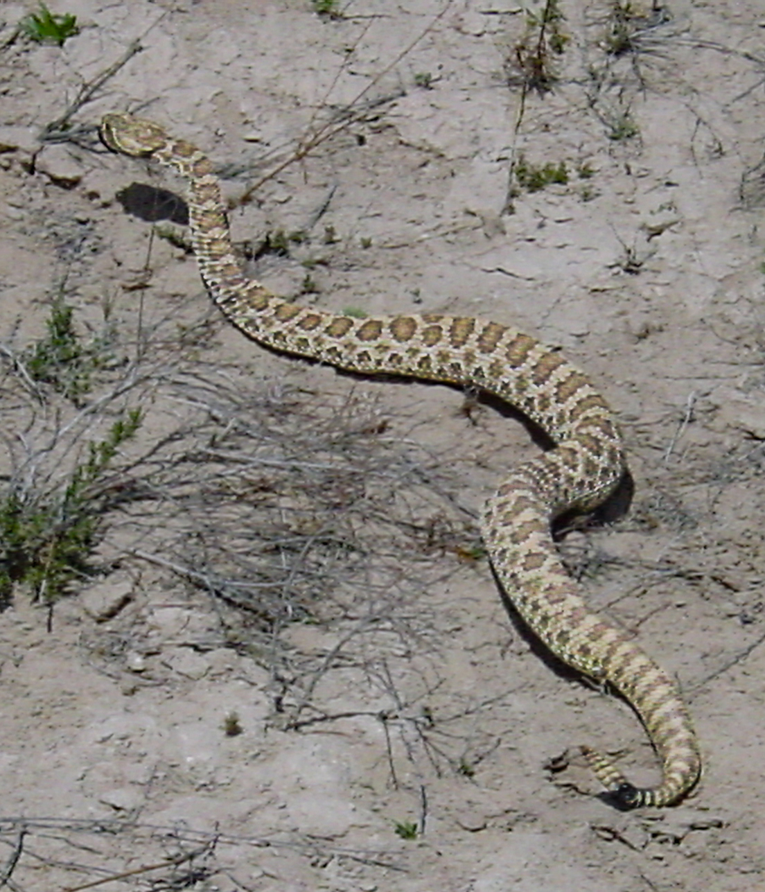 A rattle snake moves away