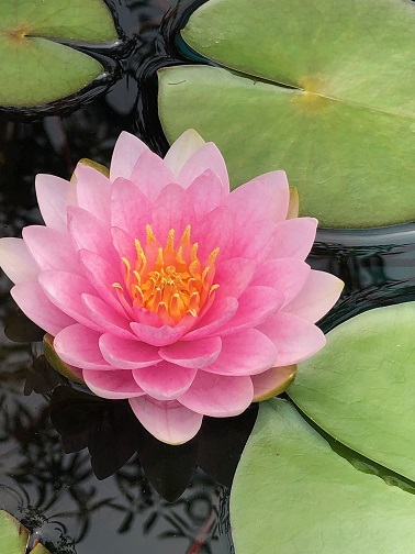 Water lily in backyard pond