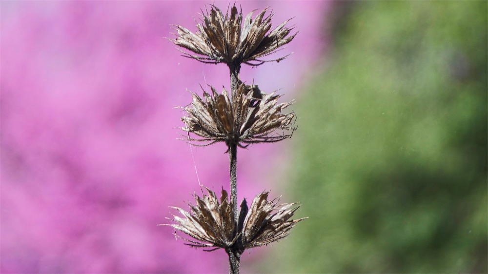 Arboretum View 8.jpg