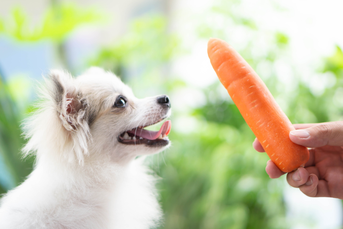 Incorporating Carrots into Your Dog's Diet