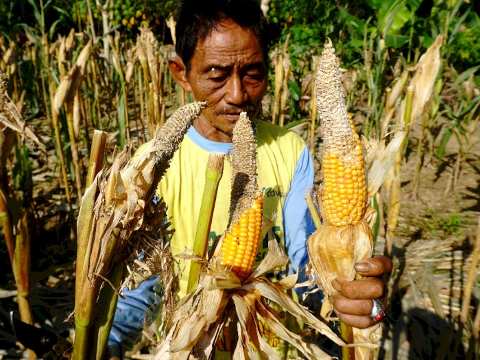 Corn Harvest Failure Due to Pest Explosion (Akbar Tado / ANTARA FOTO)