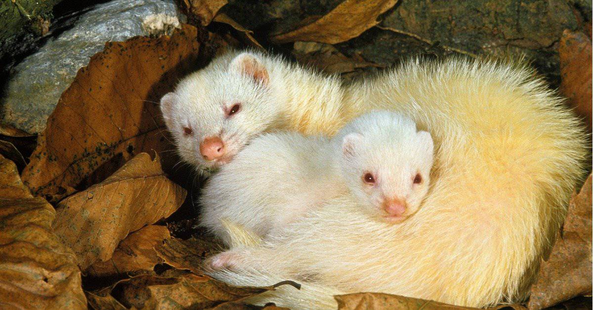 What Sound Do Ferrets Make