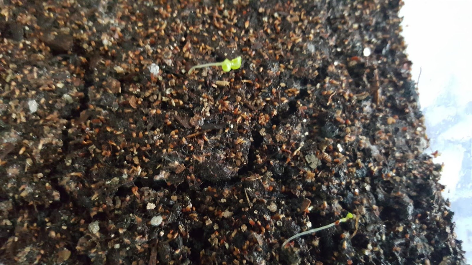 peepel bodhi seedling