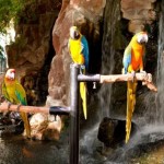 Parrots & Flamingo's at Flamingo Casino Las Vegas 3