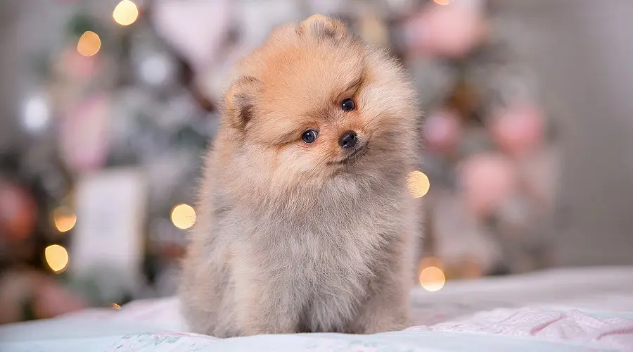 Beautiful Pomeranian