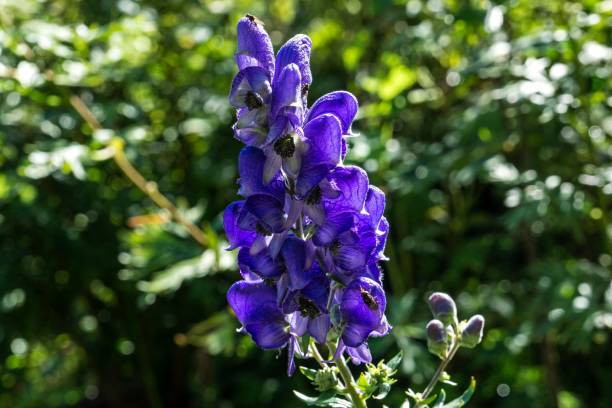 Aconite (Photo: Getty Images)