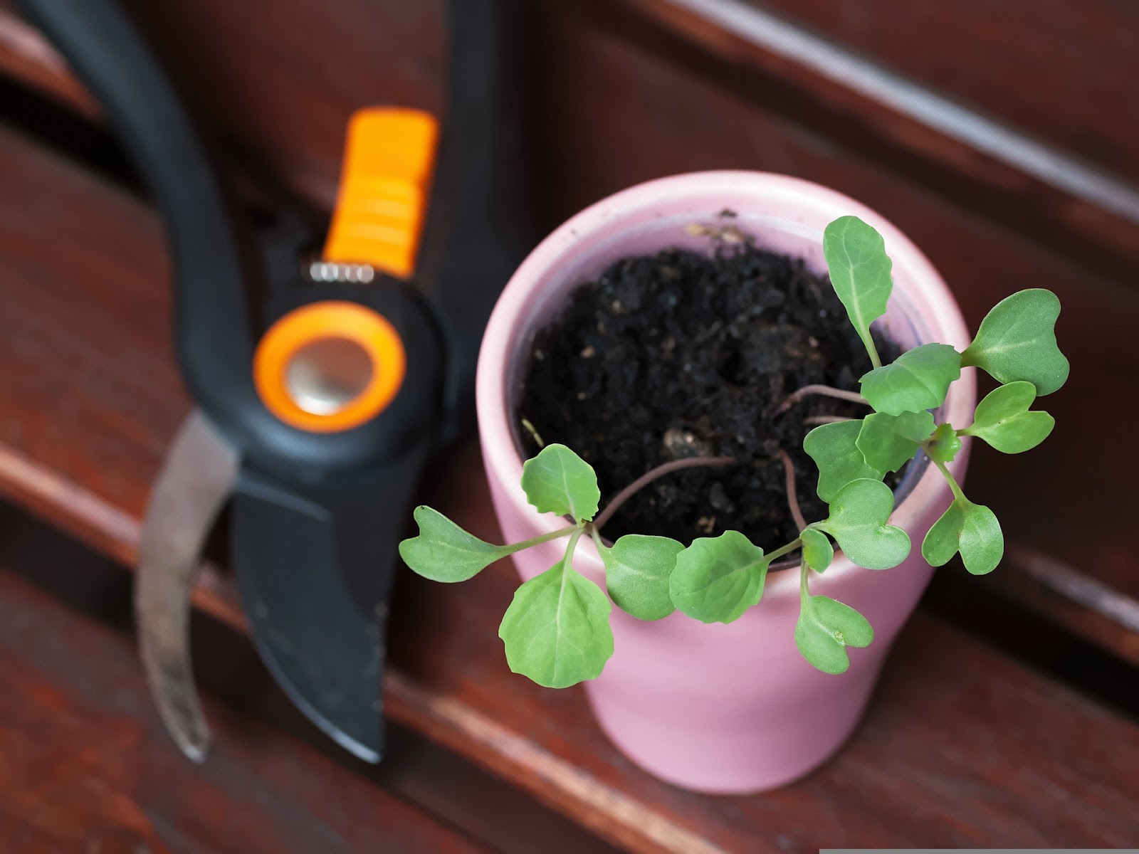 A small potted plant and pruning shears