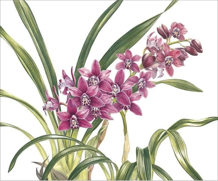 D:\0 wd yedek\acr yedek\1 film indirme\botanicheskaya_illyustraciya2_files\image040.jpg