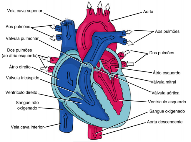 Anatomia do coração