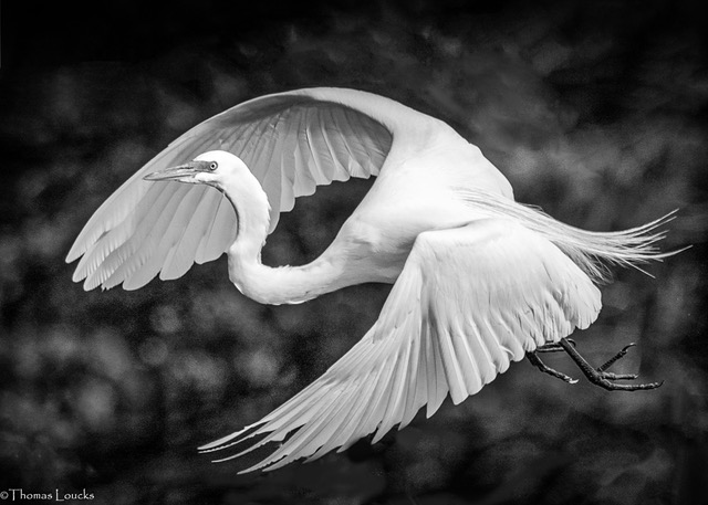 Great Egret, Thomas Loucks All Rights Reserved