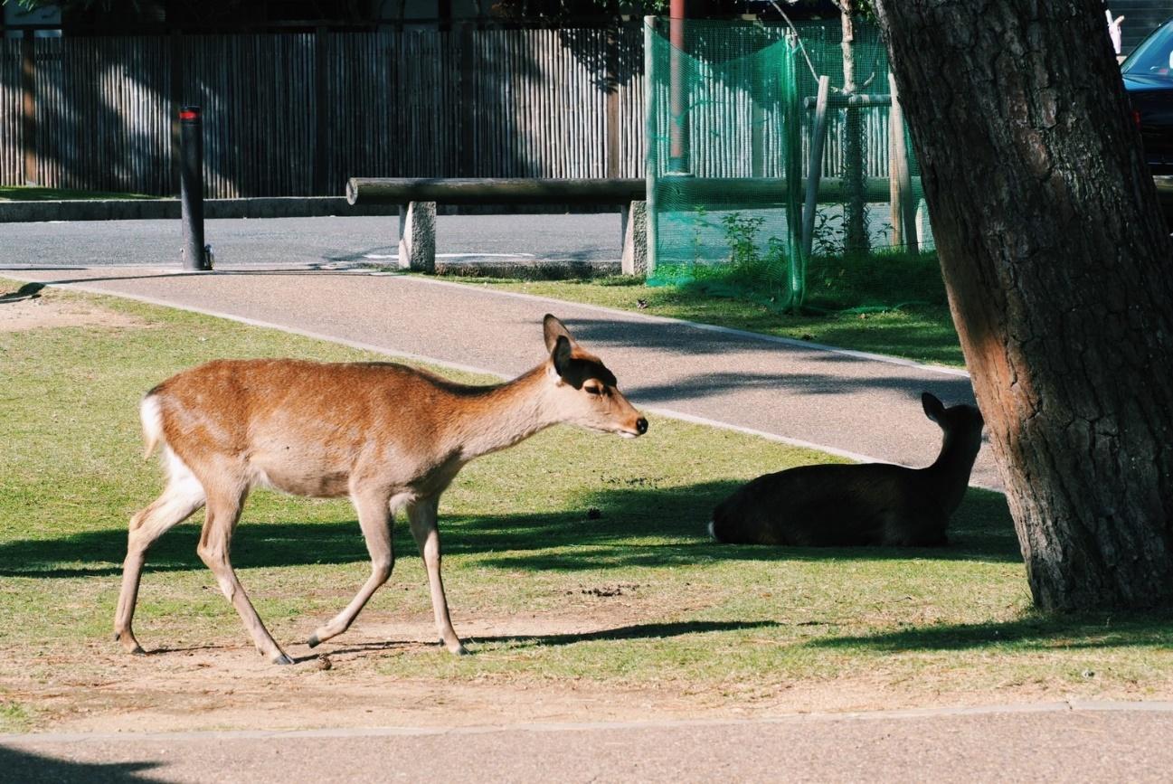 草の上にいる動物

自動的に生成された説明