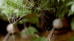 discover-spider rain GIF