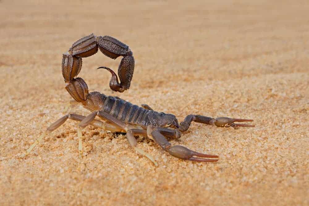 Dreams About Scorpions What Does It Mean