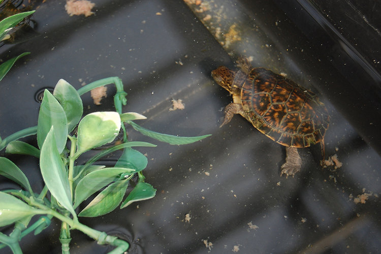  Blanding’s turtles are rare throughout most of their range in the central and eastern United States due to habitat fragmentation and nest predation. 