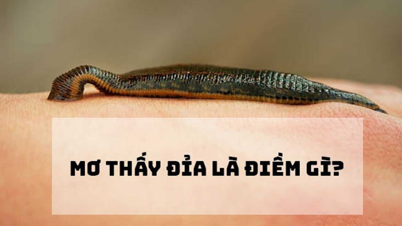 Giải mã giấc mơ thấy đỉa là điềm lành hay dữ