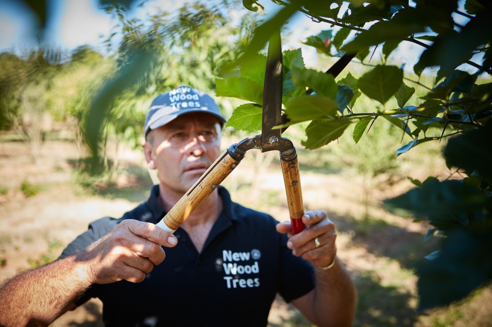 Staff at New Wood Trees Pruning Tree Canopies