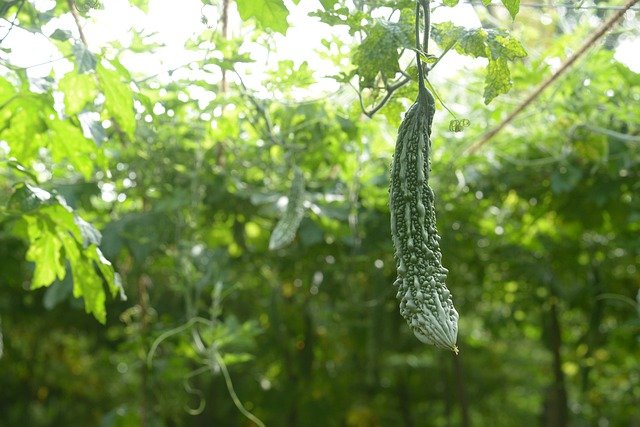 Bitter Gourd