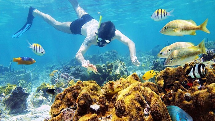 Tour du lịch Quy Nhơn - Hệ sinh thái dưới nước ở Quy Nhơn vô cùng phát triển và đa dạng muôn loài