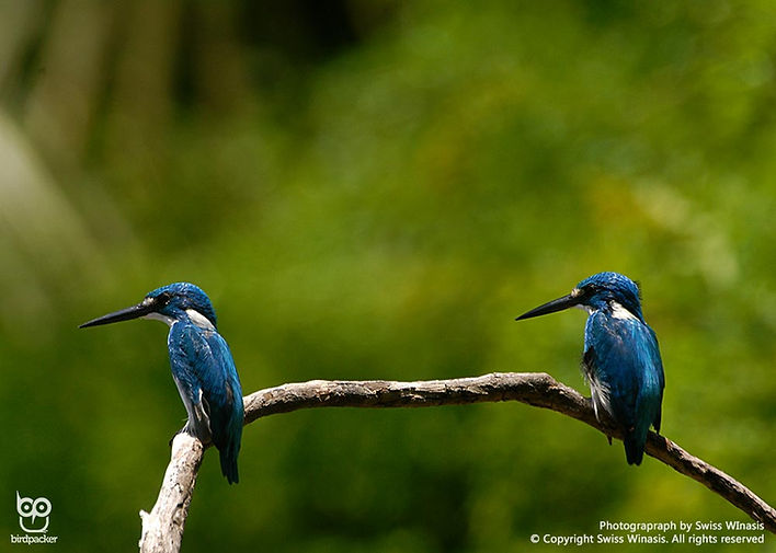 The endemic Cerulean or Small-blue Kingfisher