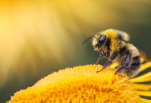 bee