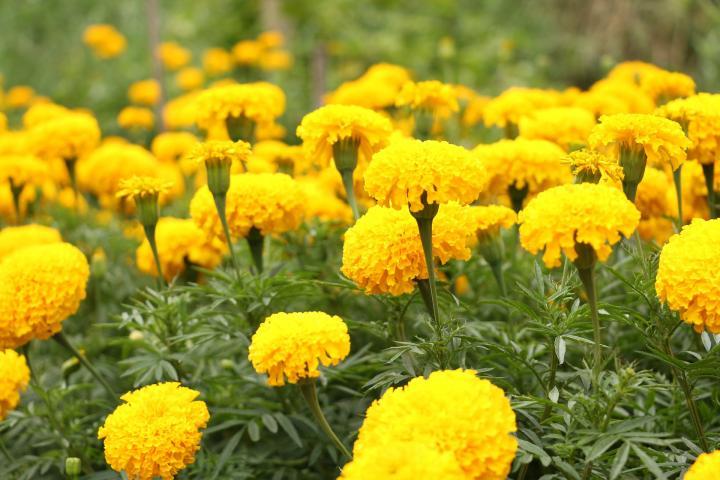 Macintosh HD:Users:sarinavetterli:Desktop:Plant and Granola Sale:Plant Images:Marigolds.jpg