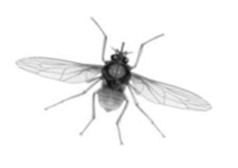 Picture of a fly