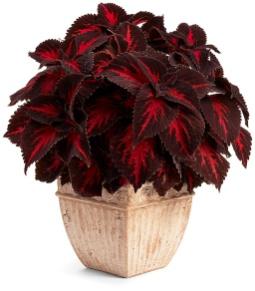 Image result for coleus kingswood torch