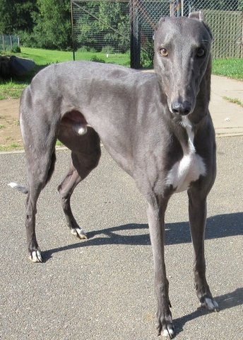 Blue Greyhound - Everything You Need to Know