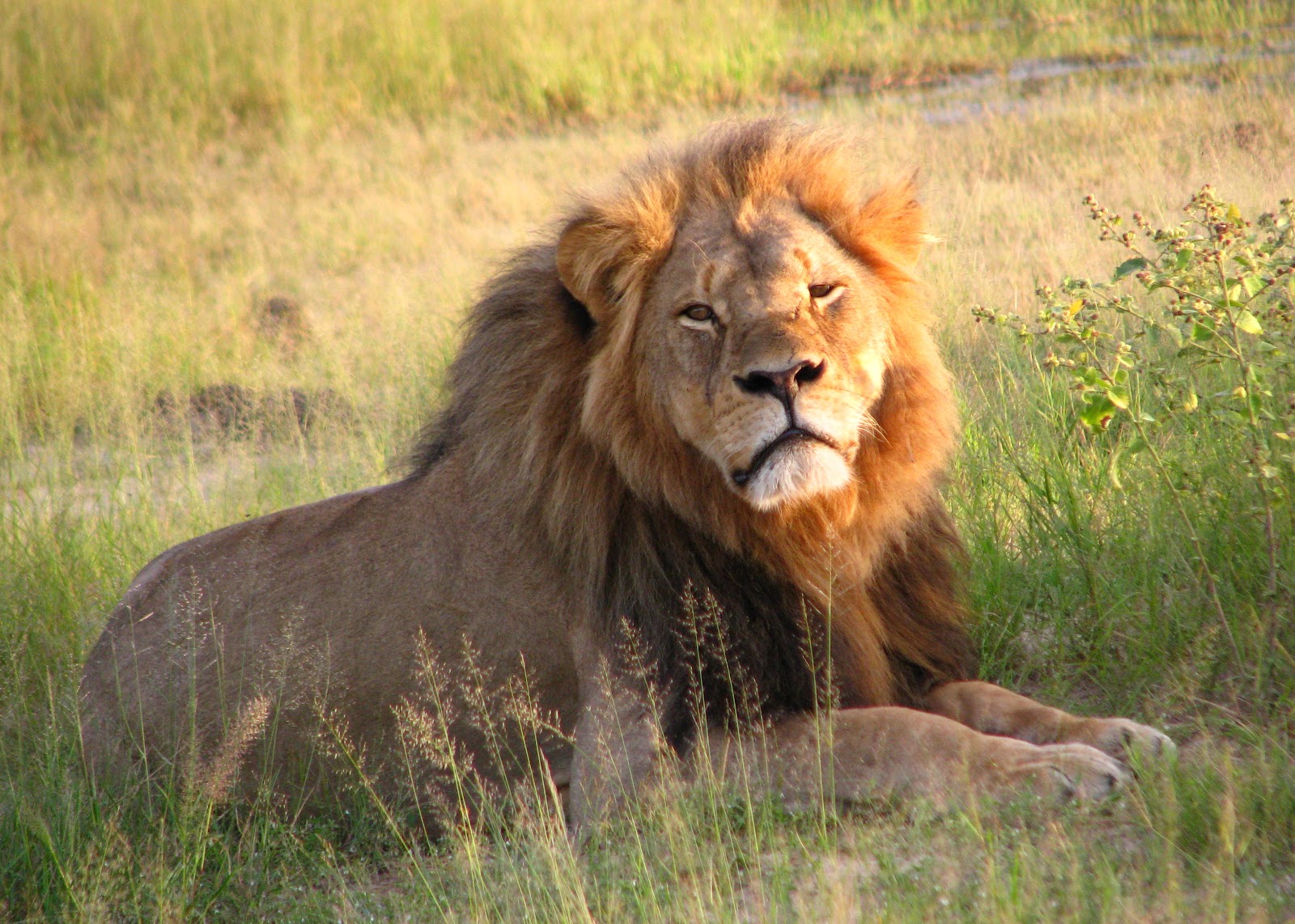 Killing of Cecil the lion - Wikipedia