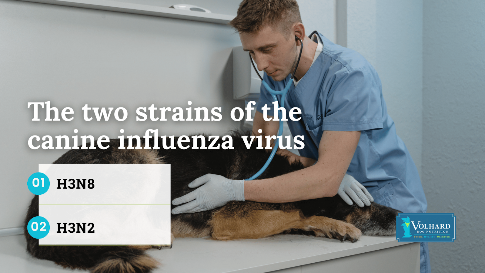 The two strains of the canine influenza virus are H3N8 and H3N2.