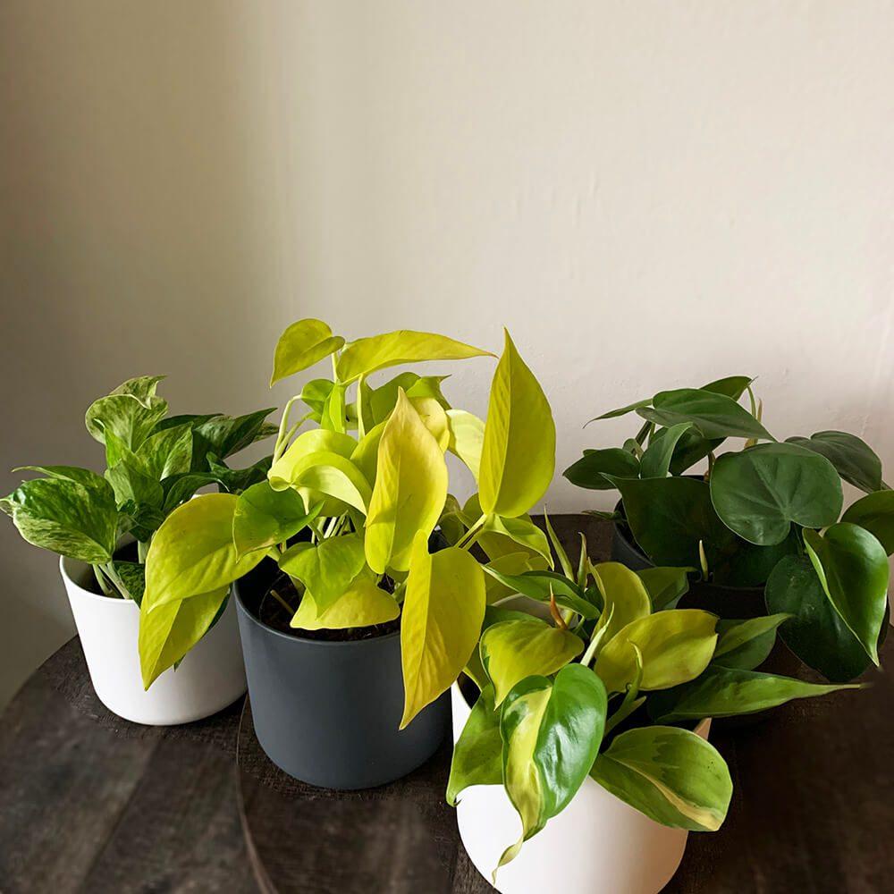 Buy the epipremnum 'golden pothos' - Leafy Life NL - A neon yellow plant
