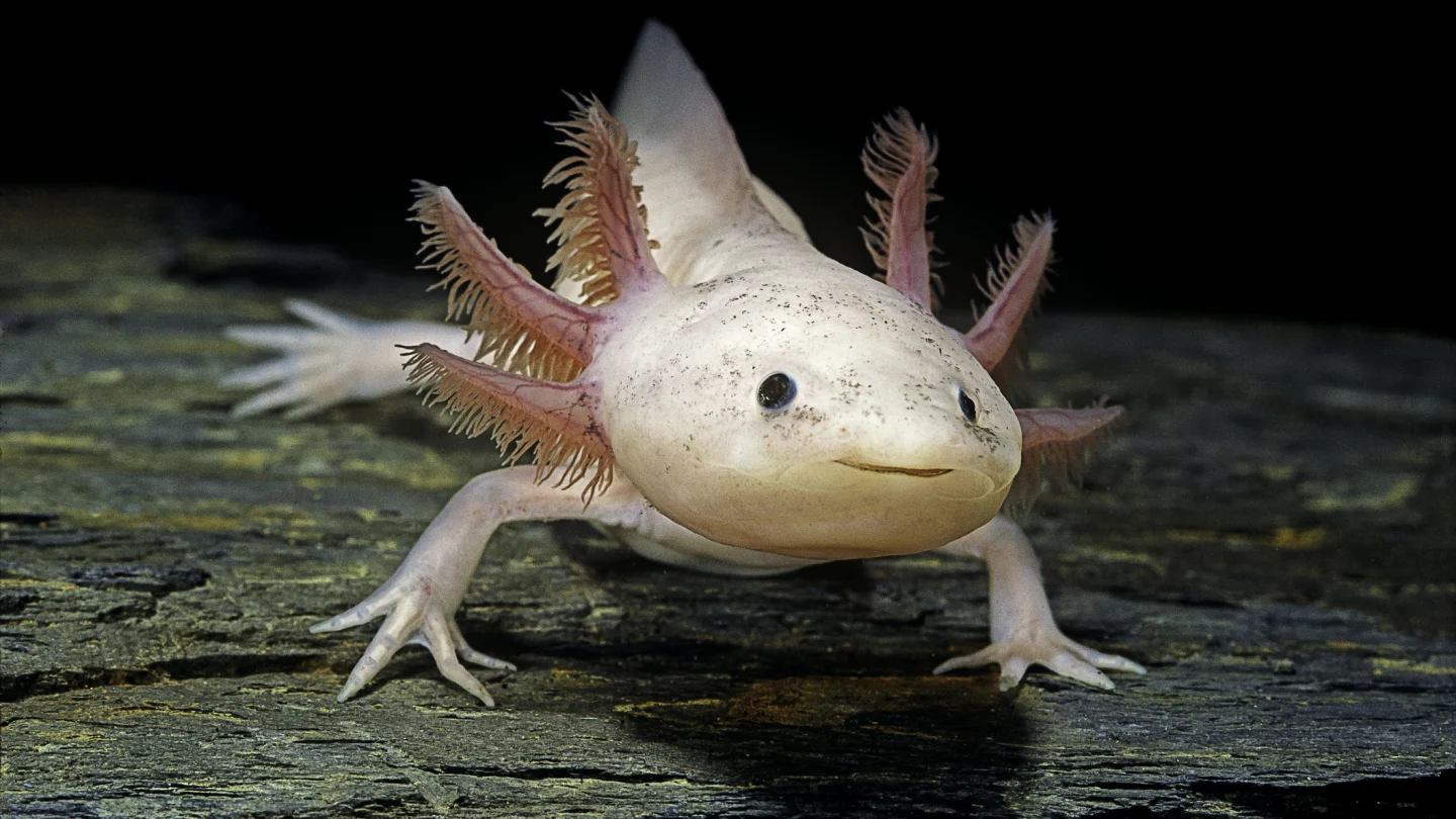 Axolotls Where Do They Live