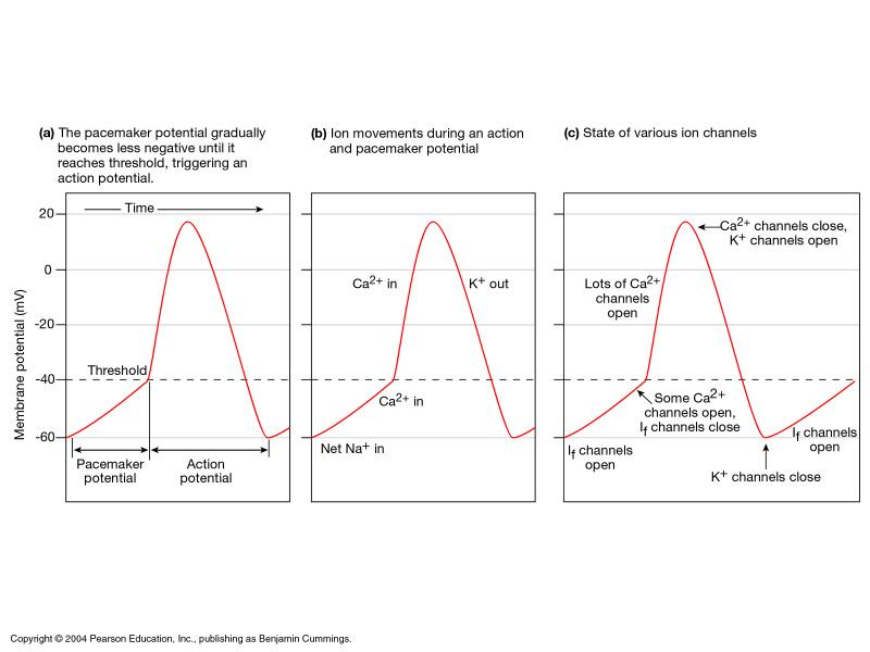be familiar with the specific shape and course of events in the autorhythmic cells in the myocardium.  These cell have pacemaker potential and at NEGATIVE membrane potentials hav "funny currents" that allow them to reach threshold in a rhythmic fashion.  Note that depolarization is due to calcium not sodium.