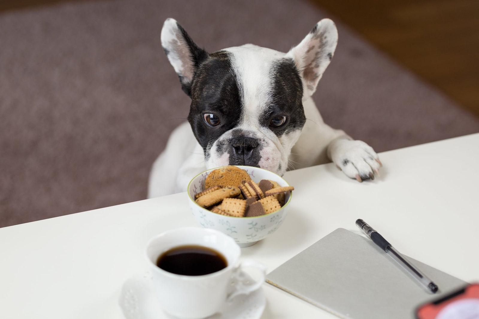 50 Human Foods Dogs Can & Can't Eat 