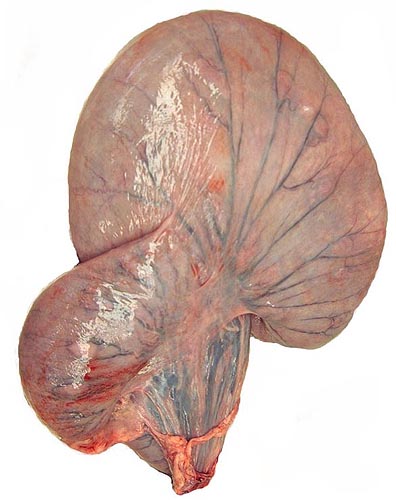 Pregnant uterus of Chinese goral
