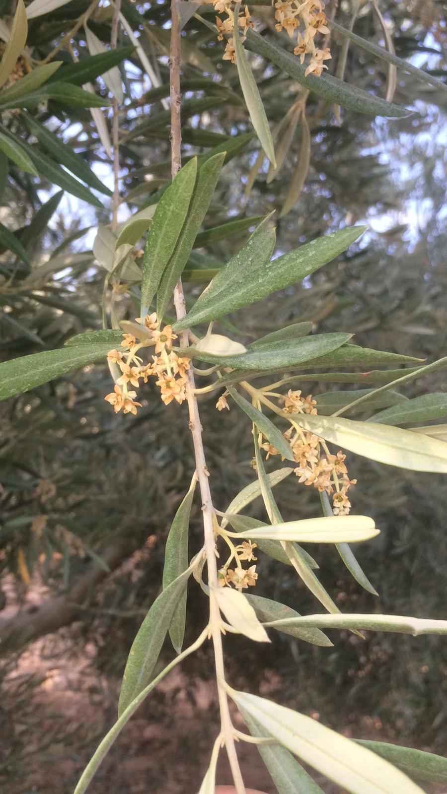 dry olive tree ESAO