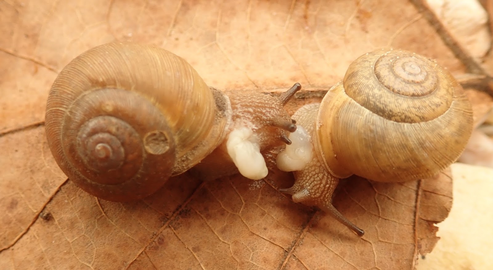 Snails 