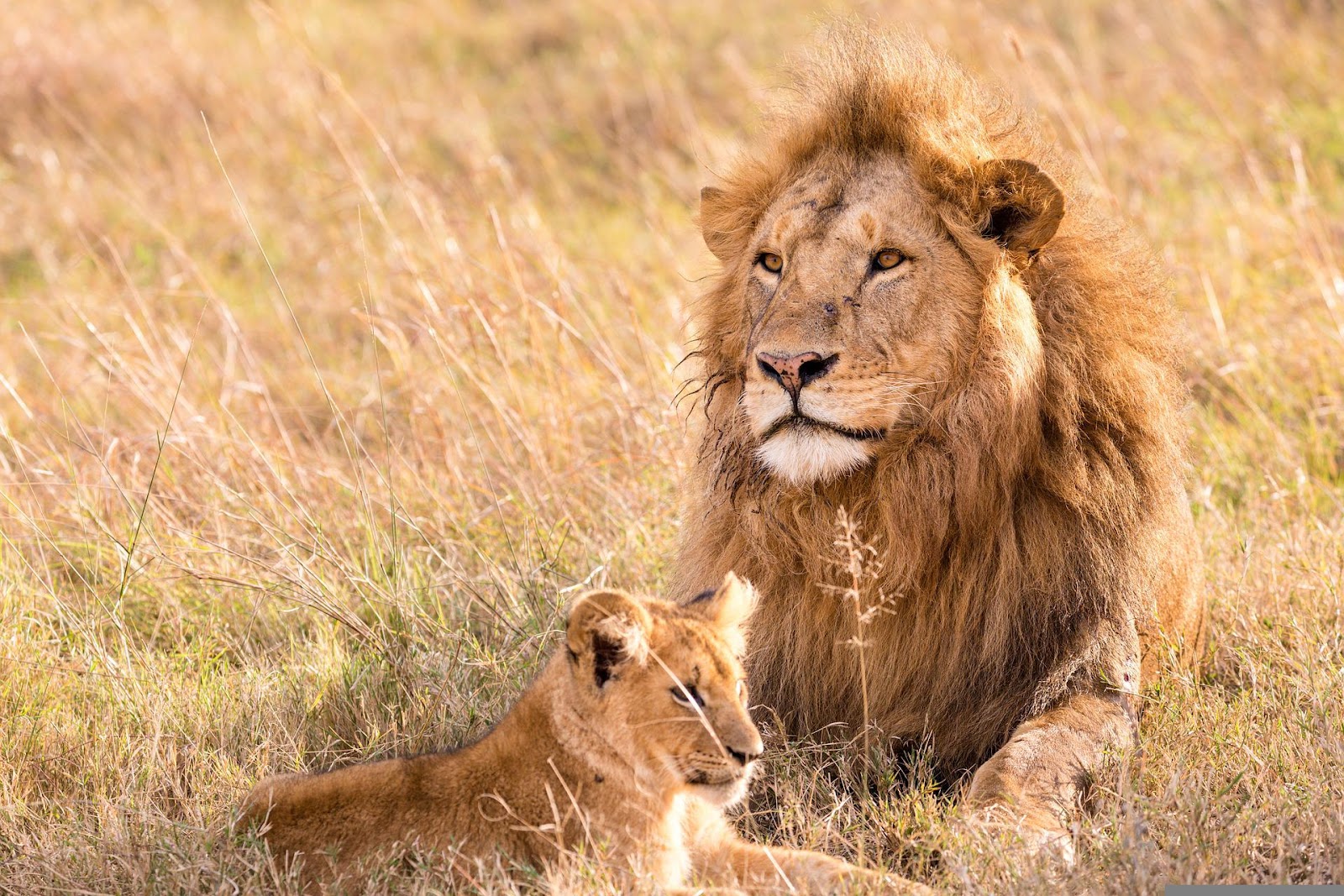 Lion father with young one