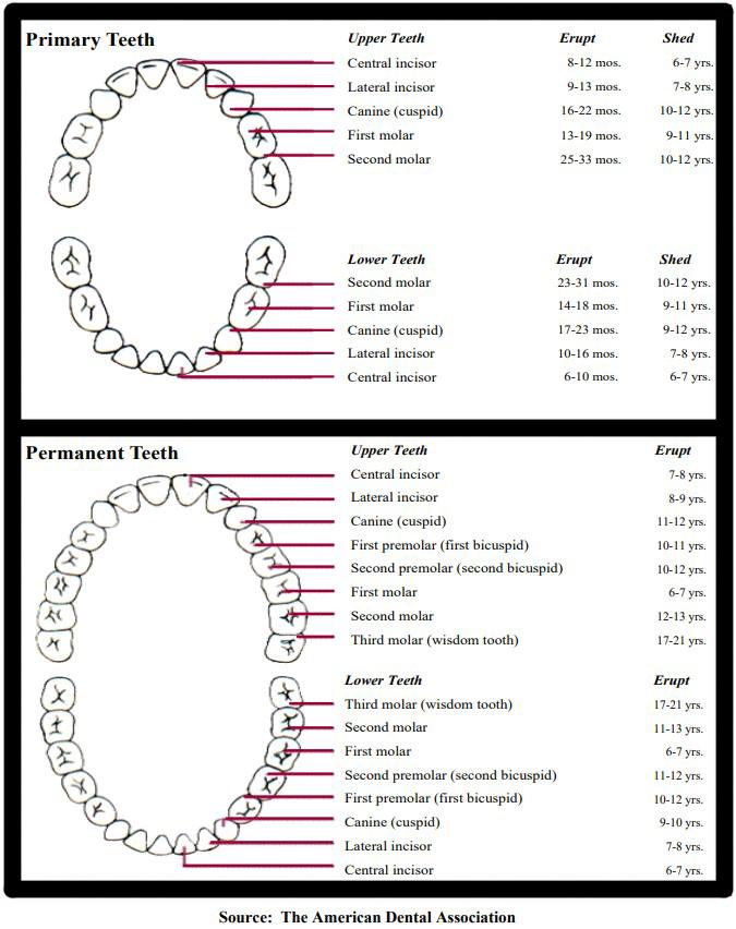 Tooth Eruption Chart And Timeline Fortson Dentistry