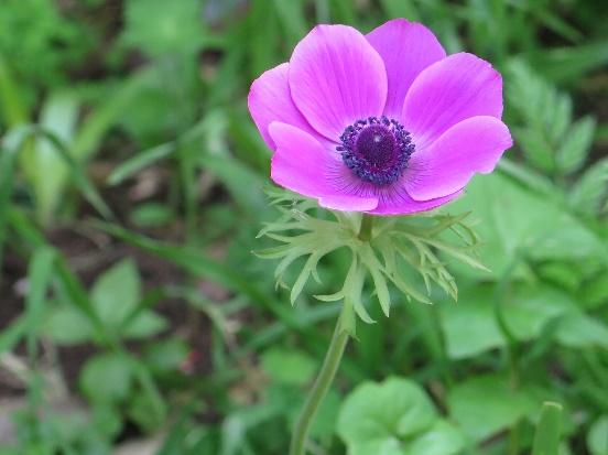 C:\Users\7User\Desktop\מורחב אביב\כלנית סגולה טמ 68.JPG