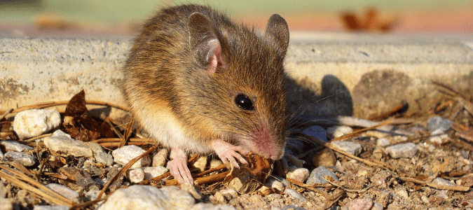 Rats do feed on roaches. - ABC Home & Commercial Services