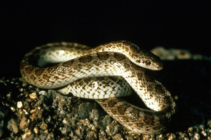 Image result for glossy snake eggs