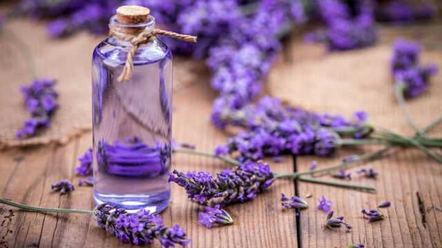 essential oils for congestion