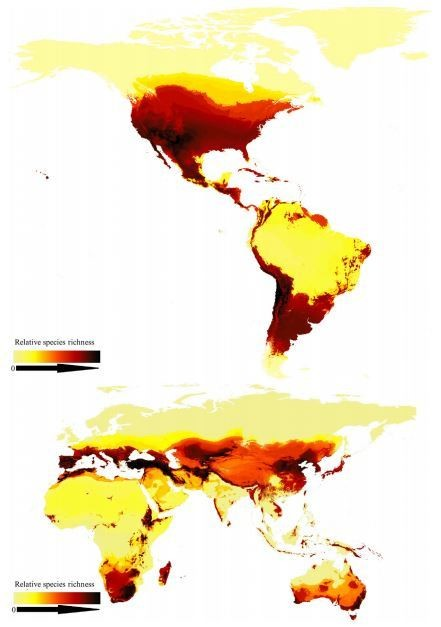    Global species richness map of bee species