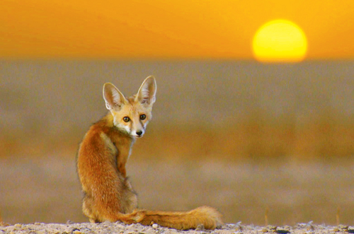 Rann of Kutch best time wildlife desert