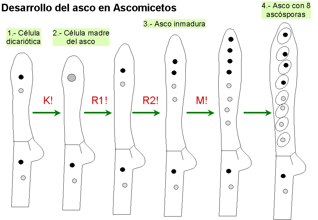 http://www.aloj.us.es/carromzar/botanica1/Ascoforma.JPG