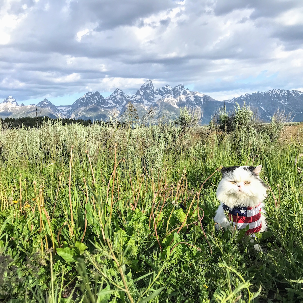 Cat in The Tetons