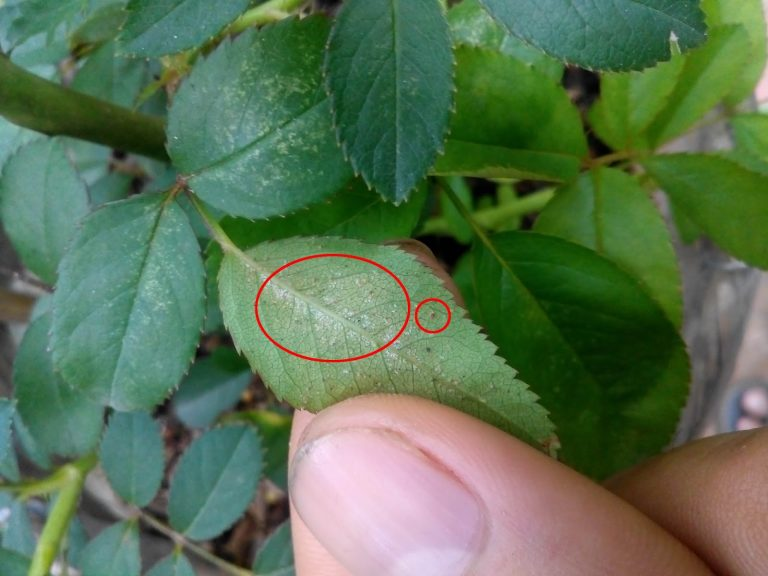 Dịch vụ chăm sóc cây xanh chuyên nghiệp thị trường